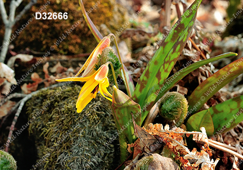 Yellow Trout Lily (Erythronium americanum)